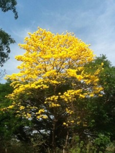 yellow tree blooms